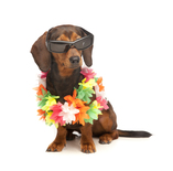 shutterstock_100300310