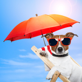 shutterstock_107301611